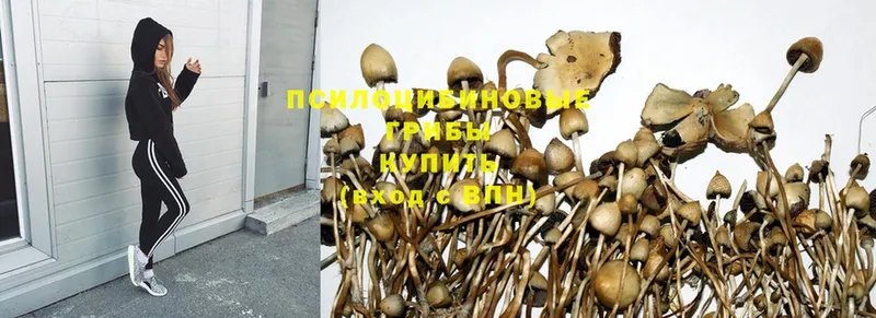 купить наркотик  kraken как зайти  Псилоцибиновые грибы Magic Shrooms  Шадринск 